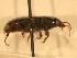  ( - JBWM0316049)  @12 [ ] Copyright (2008) Unspecified J.B. Wallis Museum of Entomology, University of Manitoba
