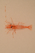  ( - PAC2022-035_OY081-025-07)  @11 [ ] CreativeCommons Attribution Non-Commercial (by-nc)  Unspecified Northeast Pacific Deep-Sea Diversity Expedition Partners