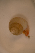  ( - PAC2022-035_OY081-029-01)  @11 [ ] CreativeCommons Attribution Non-Commercial (by-nc)  Unspecified Northeast Pacific Deep-Sea Diversity Expedition Partners