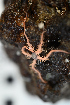  ( - PAC2022-035_OY081-029-03)  @11 [ ] CreativeCommons Attribution Non-Commercial (by-nc)  Unspecified Fisheries & Oceans Canada