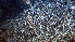  ( - PAC2022-035_OY081-030-01-01)  @11 [ ] CreativeCommons Attribution Non-Commercial (by-nc)  Unspecified Fisheries & Oceans Canada