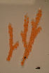  ( - PAC2022-035_OY081-030-01-01)  @11 [ ] CreativeCommons Attribution Non-Commercial (by-nc)  Unspecified Northeast Pacific Deep-Sea Diversity Expedition Partners