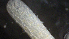  ( - PAC2022-035_OY086-055-03)  @11 [ ] CreativeCommons Attribution Non-Commercial (by-nc)  Unspecified Fisheries & Oceans Canada
