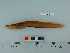  ( - OSHOR08-07)  @14 [ ] Copyright (2010) Unspecified California Academy of Sciences