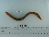  (Pholis fasciata - OSHOR08-08)  @14 [ ] Copyright (2010) Unspecified California Academy of Sciences