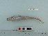  ( - OSHOR08-49)  @13 [ ] Copyright (2010) Unspecified California Academy of Sciences