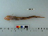  ( - OSHOR08-57)  @13 [ ] Copyright (2010) Unspecified California Academy of Sciences