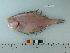  ( - OSHOR08-70)  @13 [ ] Copyright (2010) Unspecified California Academy of Sciences