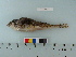  ( - OSHOR08-72)  @14 [ ] Copyright (2010) Unspecified California Academy of Sciences