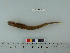  ( - OSHOR08-73)  @13 [ ] Copyright (2010) Unspecified California Academy of Sciences