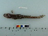  ( - BEAU2008-09)  @13 [ ] Copyright (2010) Unspecified California Academy of Sciences