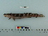  ( - BEAU2008-11)  @14 [ ] Copyright (2010) Unspecified California Academy of Sciences