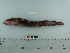  ( - BEAU2008-12)  @14 [ ] Copyright (2010) Unspecified California Academy of Sciences