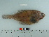  ( - BEAU2008-16)  @14 [ ] Copyright (2010) Unspecified California Academy of Sciences