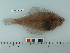  ( - BEAU2008-18)  @14 [ ] Copyright (2010) Unspecified California Academy of Sciences