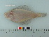  ( - BEAU2008-18)  @13 [ ] Copyright (2010) Unspecified California Academy of Sciences