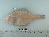  ( - BEAU2008-25)  @13 [ ] Copyright (2010) Unspecified California Academy of Sciences