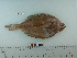  (Hippoglossoides robustus - BEAU2008-26)  @14 [ ] Copyright (2010) Unspecified California Academy of Sciences