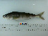  ( - SMMOCI08-21)  @14 [ ] Copyright (2010) Unspecified California Academy of Sciences