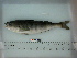  ( - SMMOCI08-22)  @12 [ ] Copyright (2010) Unspecified California Academy of Sciences