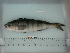  ( - SMMOCI08-23)  @12 [ ] Copyright (2010) Unspecified California Academy of Sciences