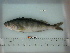  ( - SMMOCI08-24)  @12 [ ] Copyright (2010) Unspecified California Academy of Sciences