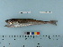  ( - RUSALCA09-73)  @13 [ ] Copyright (2010) Unspecified California Academy of Sciences