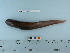  ( - RUSALCA09-99)  @13 [ ] Copyright (2010) Unspecified California Academy of Sciences