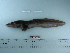  ( - RUSALCA09-110)  @13 [ ] Copyright (2010) Unspecified California Academy of Sciences