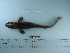  ( - RUSALCA09-110)  @13 [ ] Copyright (2010) Unspecified California Academy of Sciences
