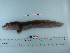  ( - RUSALCA09-111)  @13 [ ] Copyright (2010) Unspecified California Academy of Sciences