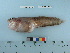  (Liparis gibbus - RUSALCA09-123)  @14 [ ] Copyright (2010) Unspecified California Academy of Sciences