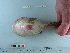  ( - RUSALCA09-124)  @13 [ ] Copyright (2010) Unspecified California Academy of Sciences