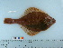  ( - RUSALCA09-174)  @13 [ ] Copyright (2010) Unspecified California Academy of Sciences