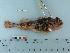  ( - RUSALCA09-178)  @12 [ ] Copyright (2010) Unspecified California Academy of Sciences