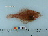  ( - RUSALCA09-192)  @13 [ ] Copyright (2010) Unspecified California Academy of Sciences