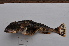  ( - PSR2009-03)  @13 [ ] Copyright (2010) Unspecified California Academy of Sciences