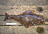  ( - SMMOCI08-02)  @13 [ ] Copyright (2010) Unspecified California Academy of Sciences
