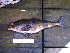  ( - SMMOCI08-03)  @14 [ ] Copyright (2010) Unspecified California Academy of Sciences