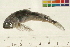 (Myoxocephalus scorpioides - 07PROBE369-N)  @14 [ ] CreativeCommons - Attribution (2009) Unspecified Centre for Biodiversity Genomics