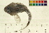  ( - 07PROBE371-B)  @13 [ ] CreativeCommons - Attribution (2009) Unspecified Centre for Biodiversity Genomics