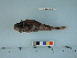  ( - BEAU2013-002)  @11 [ ] Copyright (2015) C. W. Mecklenburg Point Stephens Research