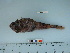  ( - BEAU2013-004)  @11 [ ] Copyright (2015) C. W. Mecklenburg Point Stephens Research