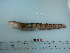  ( - BEAU2011-90)  @13 [ ] Copyright (2011) Catherine W. Mecklenburg California Academy of Sciences