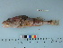 ( - AKMAP2011-02)  @13 [ ] Copyright (2011) Catherine W. Mecklenburg California Academy of Sciences