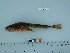  ( - AKMAP2011-06)  @13 [ ] Copyright (2011) Catherine W. Mecklenburg California Academy of Sciences