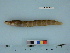  ( - AKMAP2011-18)  @12 [ ] Copyright (2011) Catherine W. Mecklenburg California Academy of Sciences