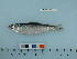  (Coregonus sardinella - PSRBC12-10)  @11 [ ] Copyright (2012) C. W. Mecklenburg Point Stephens Research