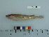  (Gadinae - PSRBC12-28)  @15 [ ] Copyright (2012) C. W. Mecklenburg Point Stephens Research