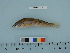  (Hexagramminae - PSRBC12-03)  @14 [ ] Copyright (2012) C. W. Mecklenburg Point Stephens Research